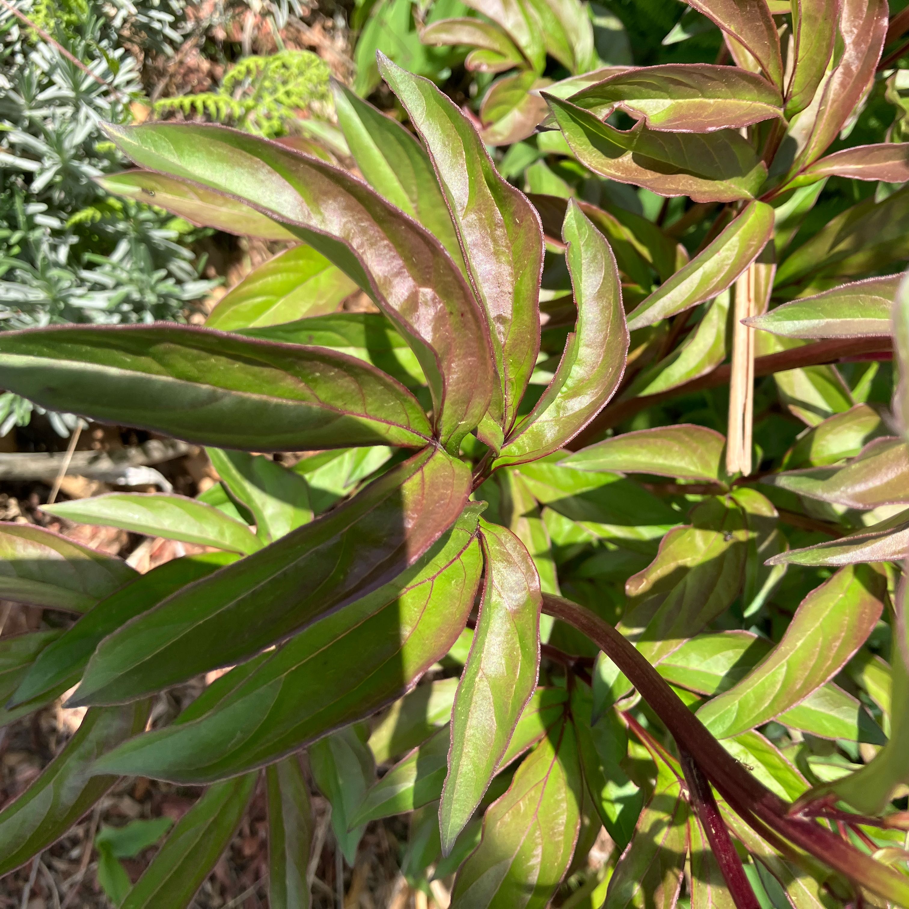 Photo of the plant species Common Peony by @ArrestingMiro36 named Madonna on Greg, the plant care app