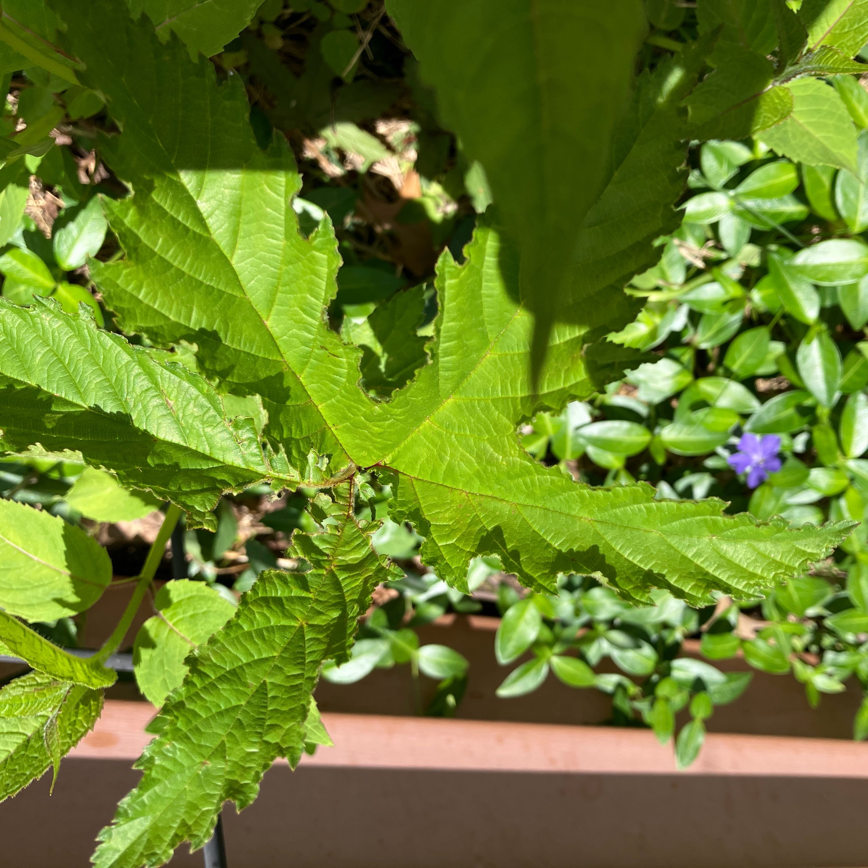 Photo of the plant species White Mulberry by @ArrestingMiro36 named Gobi on Greg, the plant care app