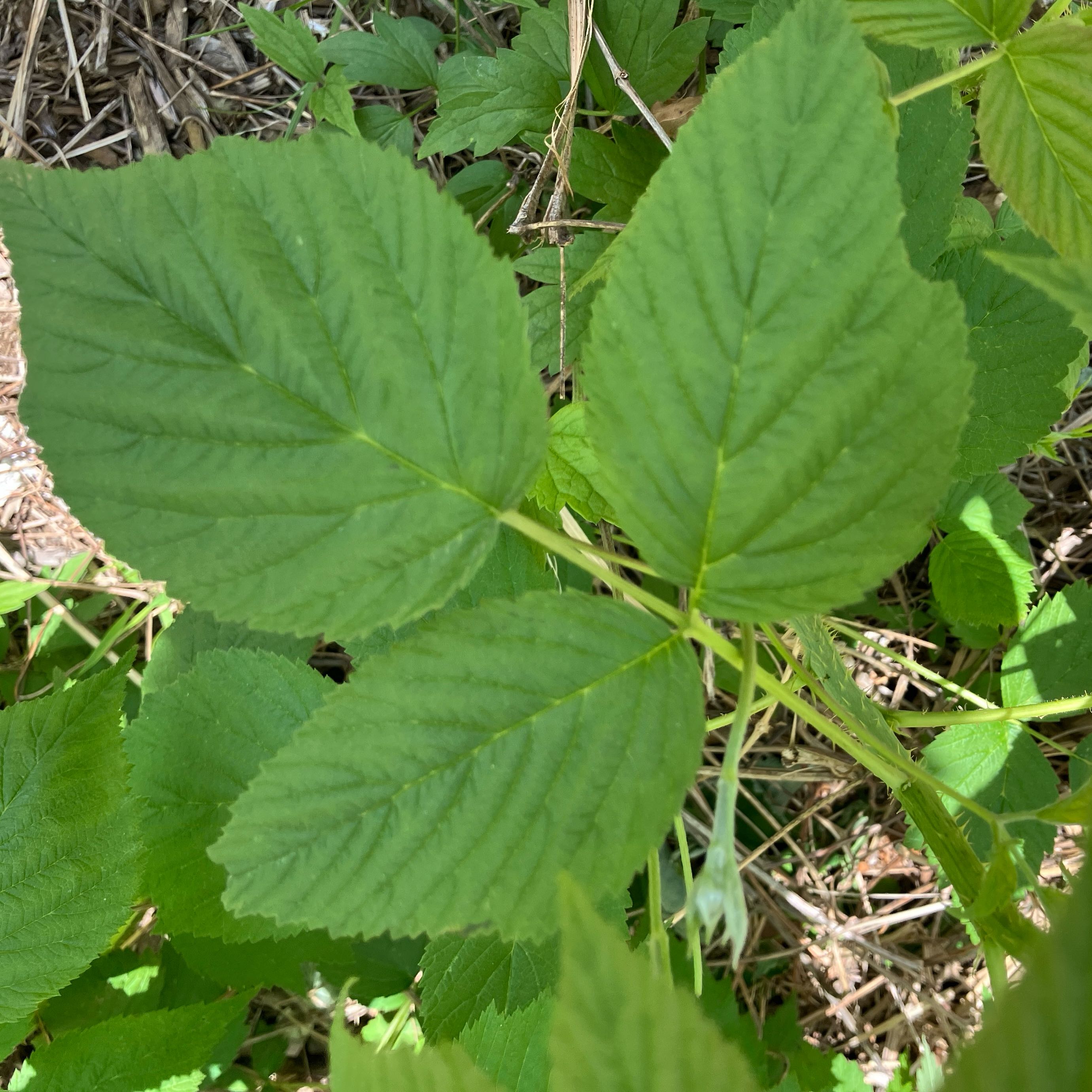 Photo of the plant species Rubus Allegheniensis by @ArrestingMiro36 named Delilah on Greg, the plant care app