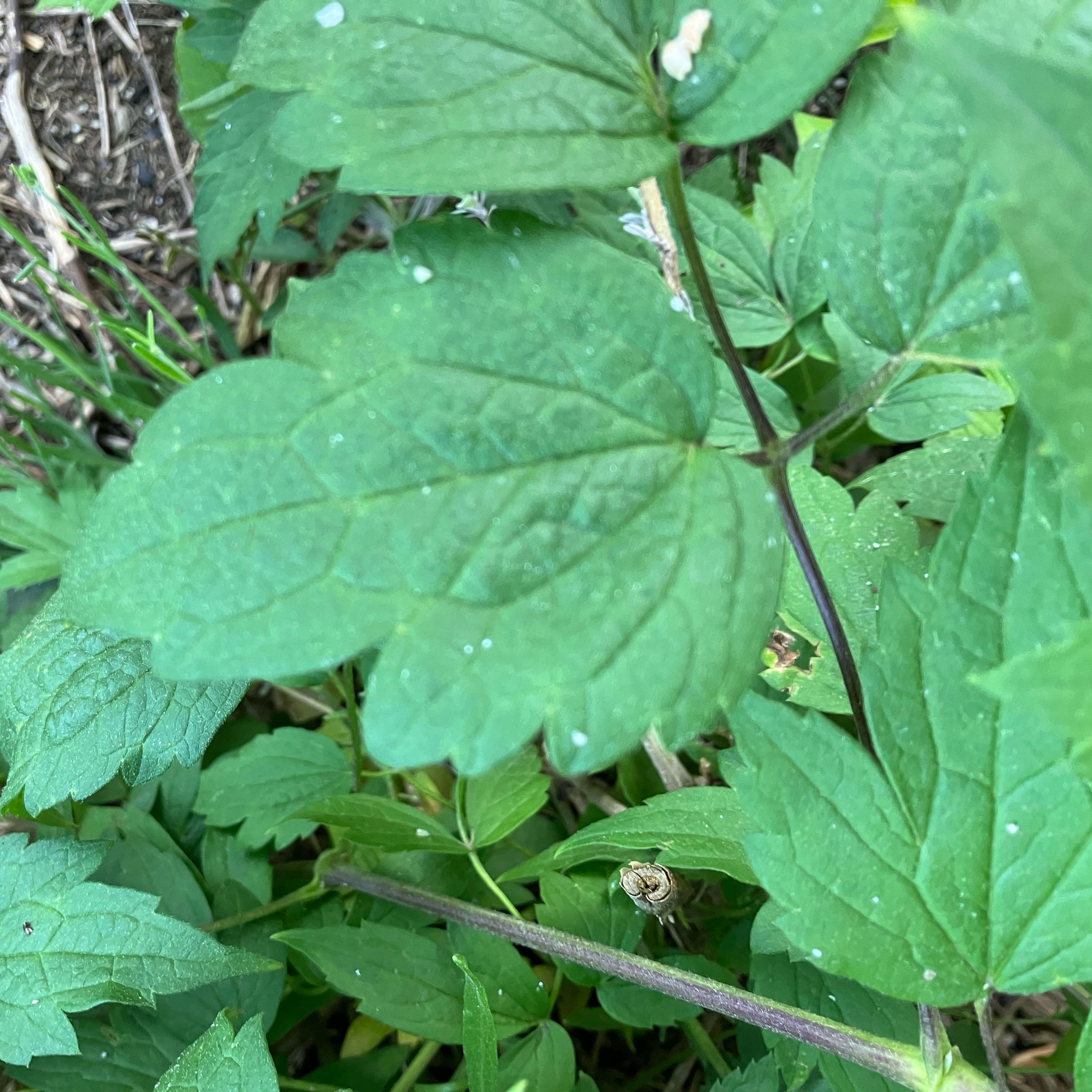 Photo of the plant species Virgin's Bower by @ArrestingMiro36 named Maya on Greg, the plant care app