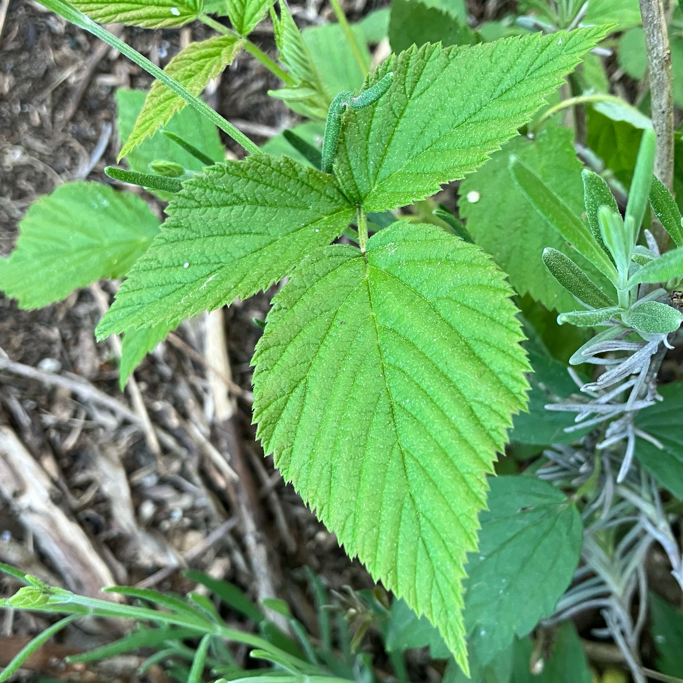 Photo of the plant species European Red Raspberry by @ArrestingMiro36 named Figyonce on Greg, the plant care app