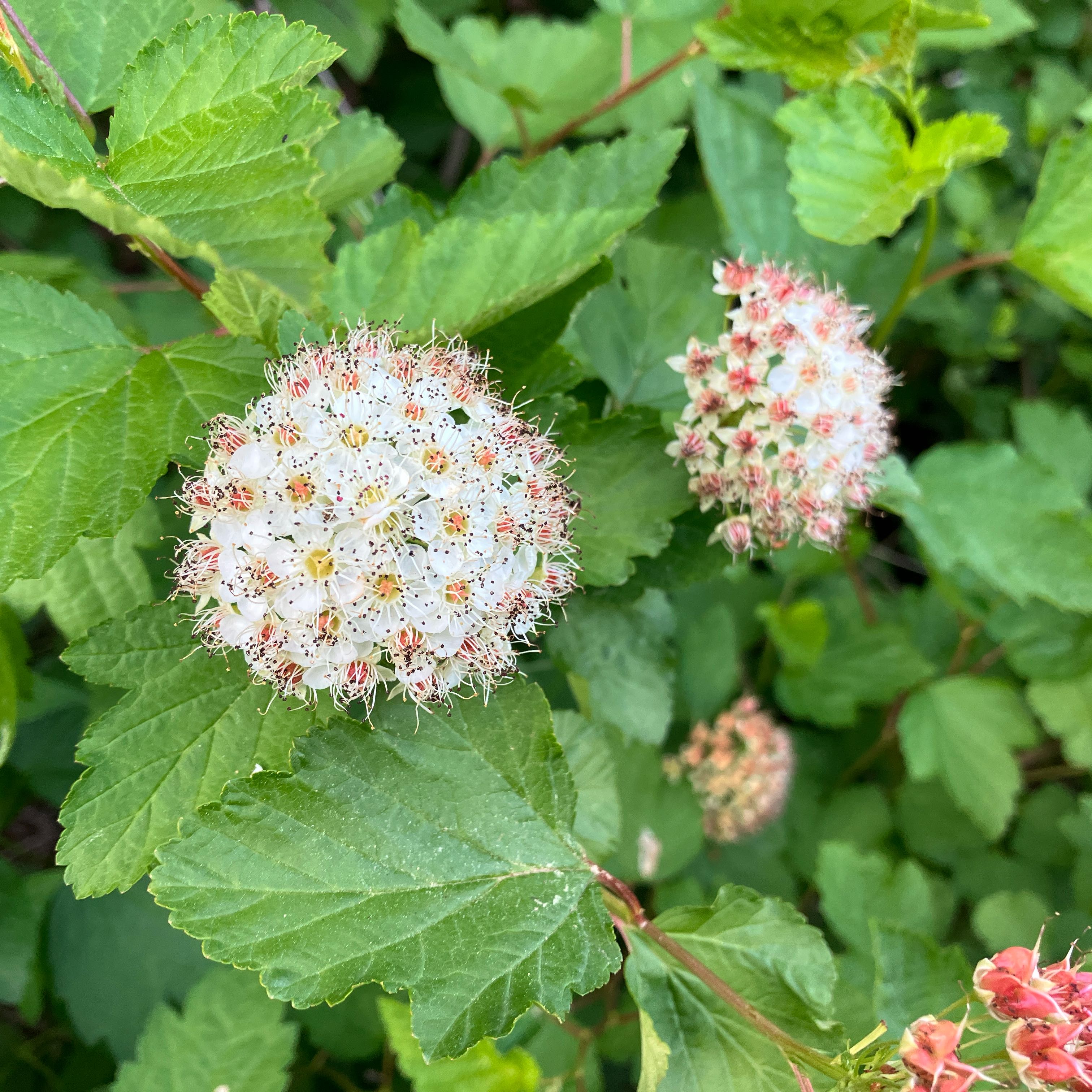 Photo of the plant species Atlantic Ninebark by @ArrestingMiro36 named Emerson on Greg, the plant care app