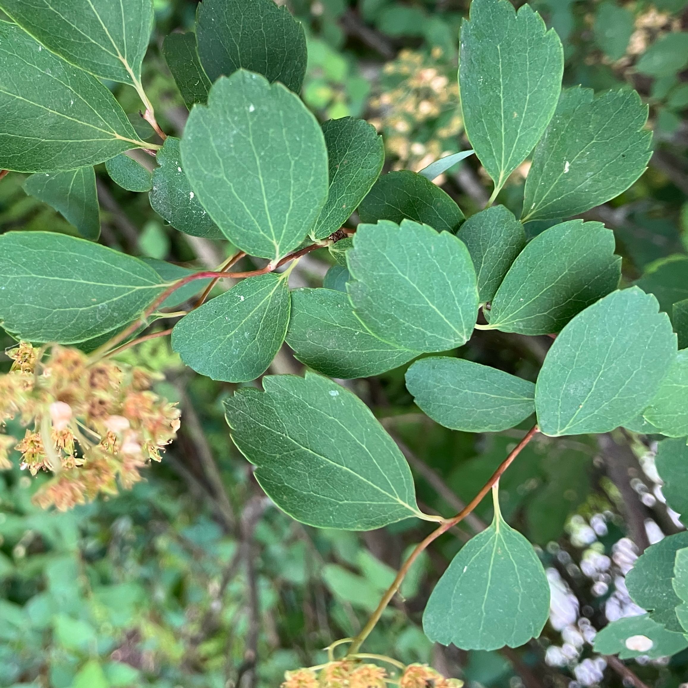 Photo of the plant species Rose Meadowsweet by @ArrestingMiro36 named Fernie Saunders on Greg, the plant care app