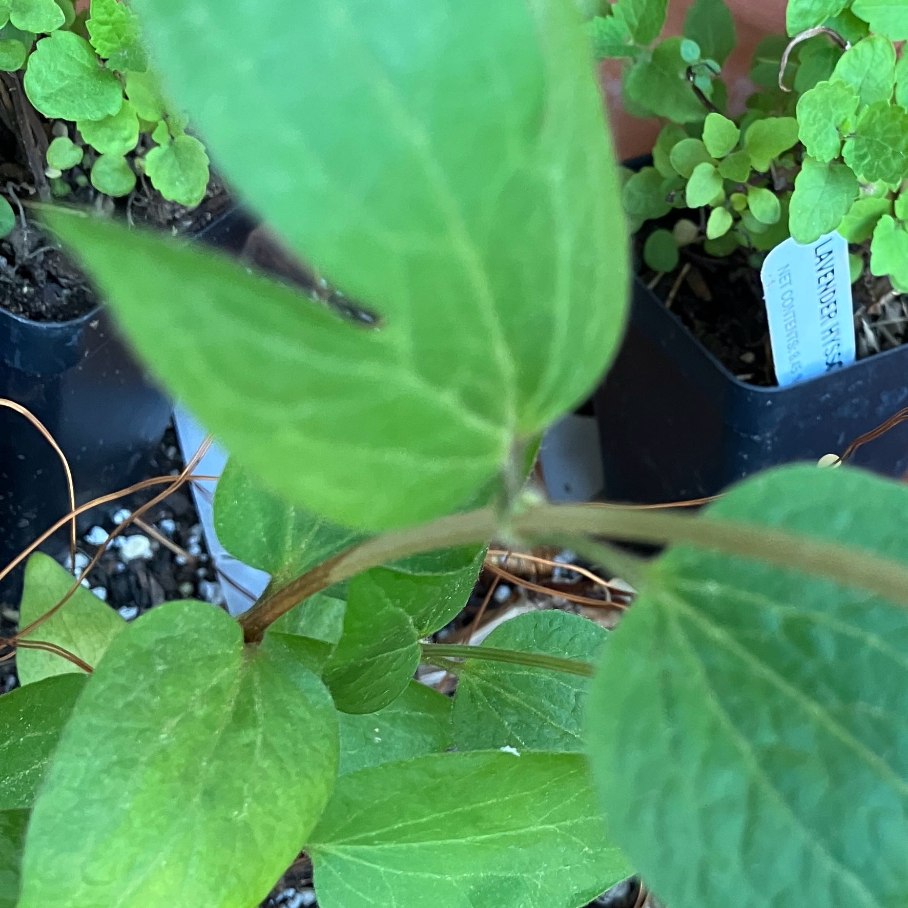 Photo of the plant species Purple Clematis by @ArrestingMiro36 named Morgan Treeman on Greg, the plant care app