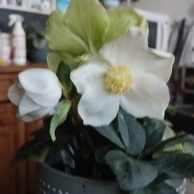 Photo of the plant species Hellebore by @0smay777 named Owell on Greg, the plant care app