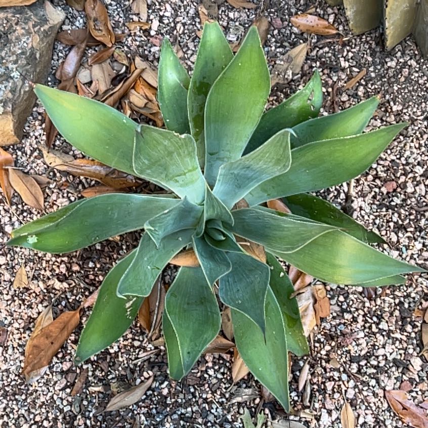 Photo of the plant species Agave 'Blue Flame' by @BonusBaybean40 named Athena on Greg, the plant care app