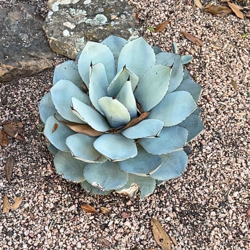 Photo of the plant species Artichoke Agave by @BonusBaybean40 named Hamilton on Greg, the plant care app