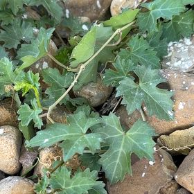 Photo of the plant species Possum-Grape by @Amberonthemoon named Queen on Greg, the plant care app