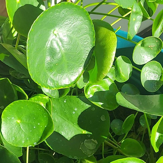 Photo of the plant species Whorled Pennywort by @EsteemedAgave91 named Treeyoncé on Greg, the plant care app