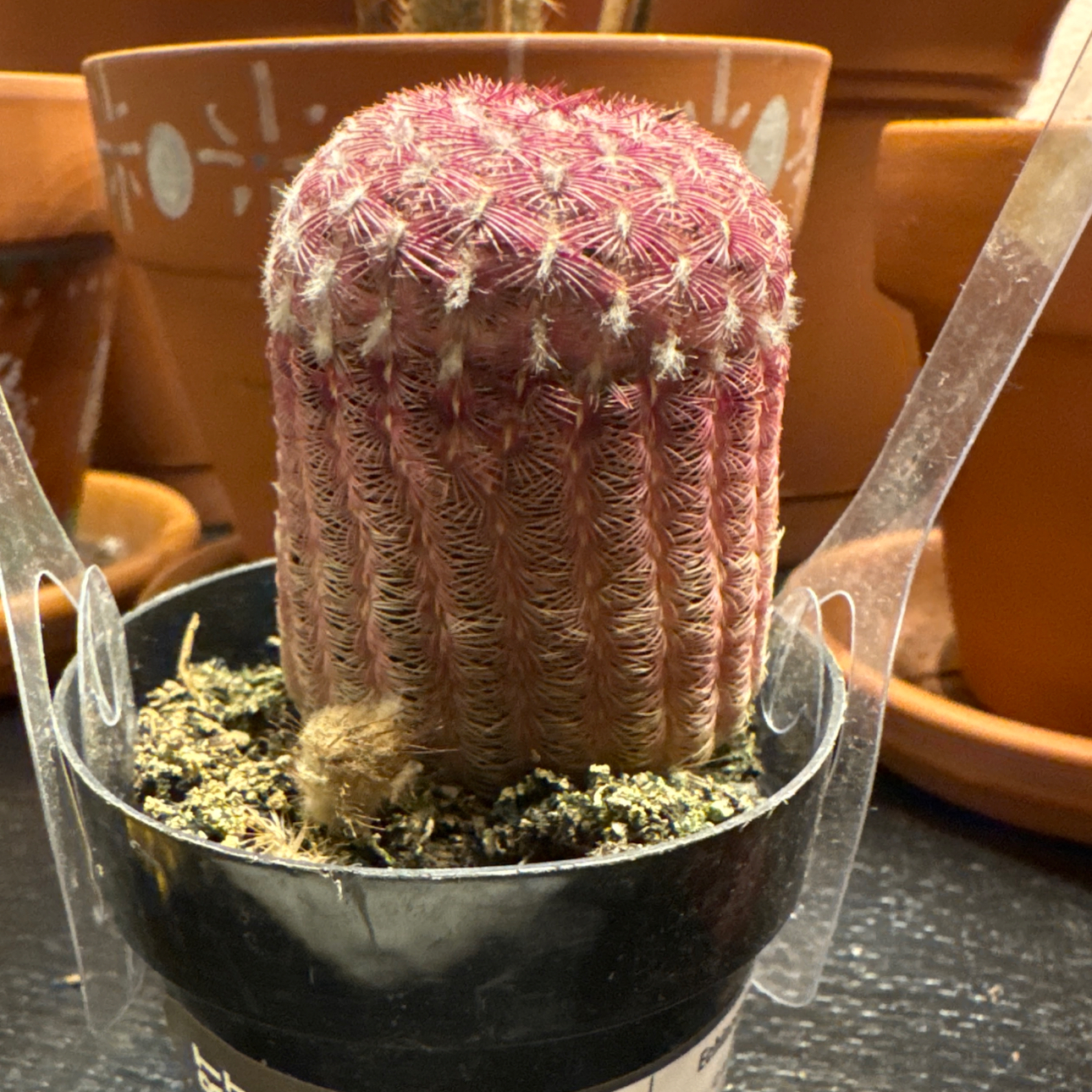 Photo of the plant species Rainbow Hedgehog Cactus by @TenableSedge58 named Scarlett on Greg, the plant care app