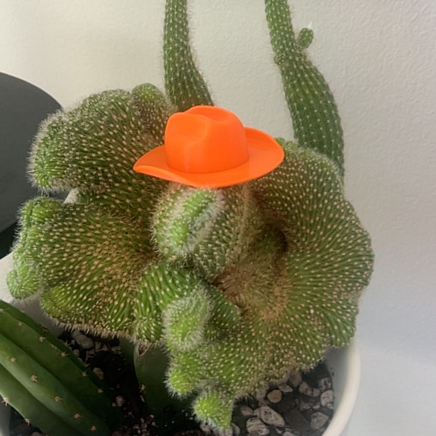 Photo of the plant species Thelegonus Cactus by @PopularMystax93 named Zion on Greg, the plant care app