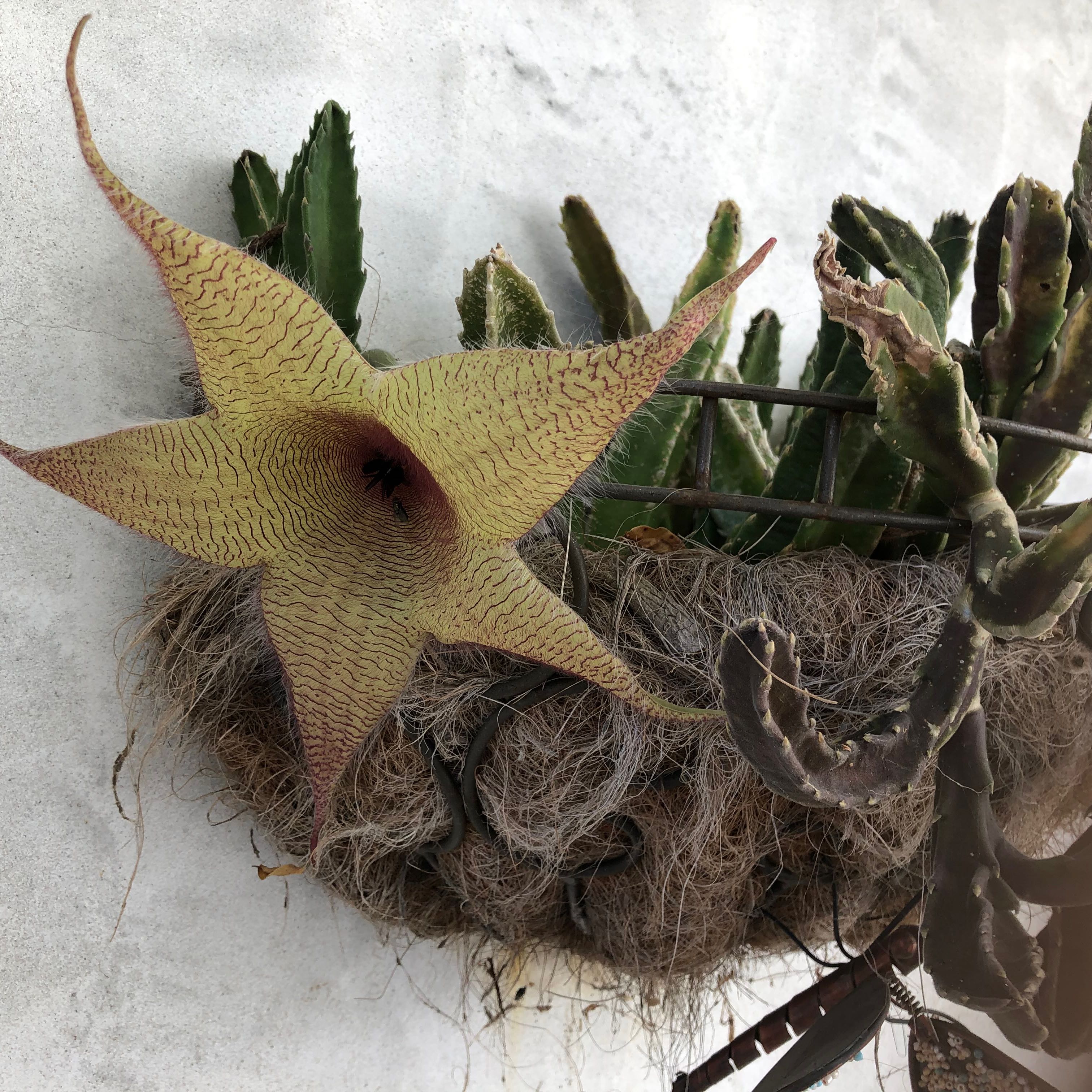 Zulu Giant plant with a star-shaped flower in a hanging basket. Some stems show browning.