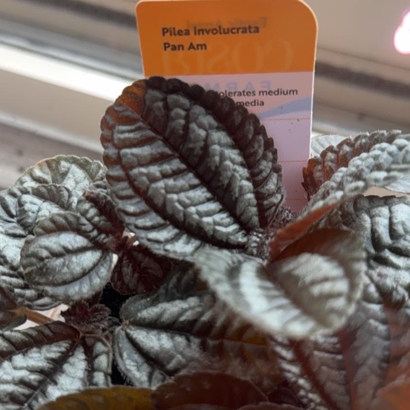 Photo of the plant species Silver Friendship Plant by @DesirableMoss66 named Winston on Greg, the plant care app