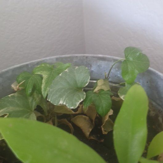 Photo of the plant species Dwarf Voodoo Lily by @PetMorombe45 named Oscar on Greg, the plant care app