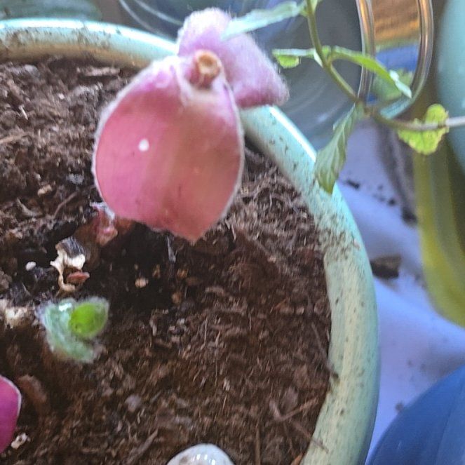 Photo of the plant species Tradescantia Purple Fuzzy by @PetBulrush70 named LiloStitch on Greg, the plant care app
