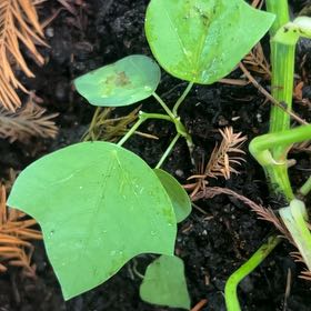 Photo of the plant species Yellow Passionflower by @ZappySunstar48 named Planty on Greg, the plant care app