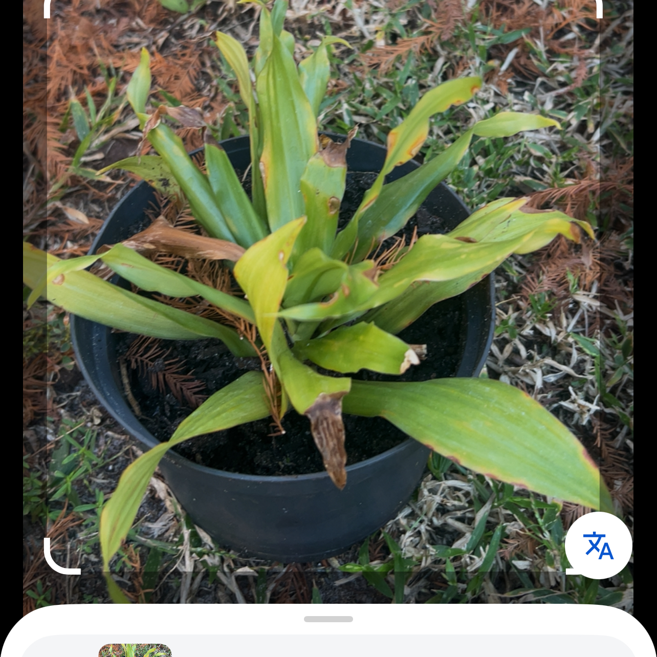 Photo of the plant species Calico Flower by @ZappySunstar48 named Fernie Saunders on Greg, the plant care app