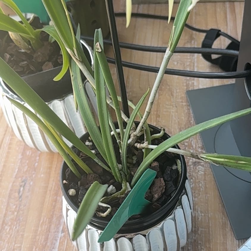 Photo of the plant species Brassavola Orchid by @BigInchworm44 named Madonna on Greg, the plant care app