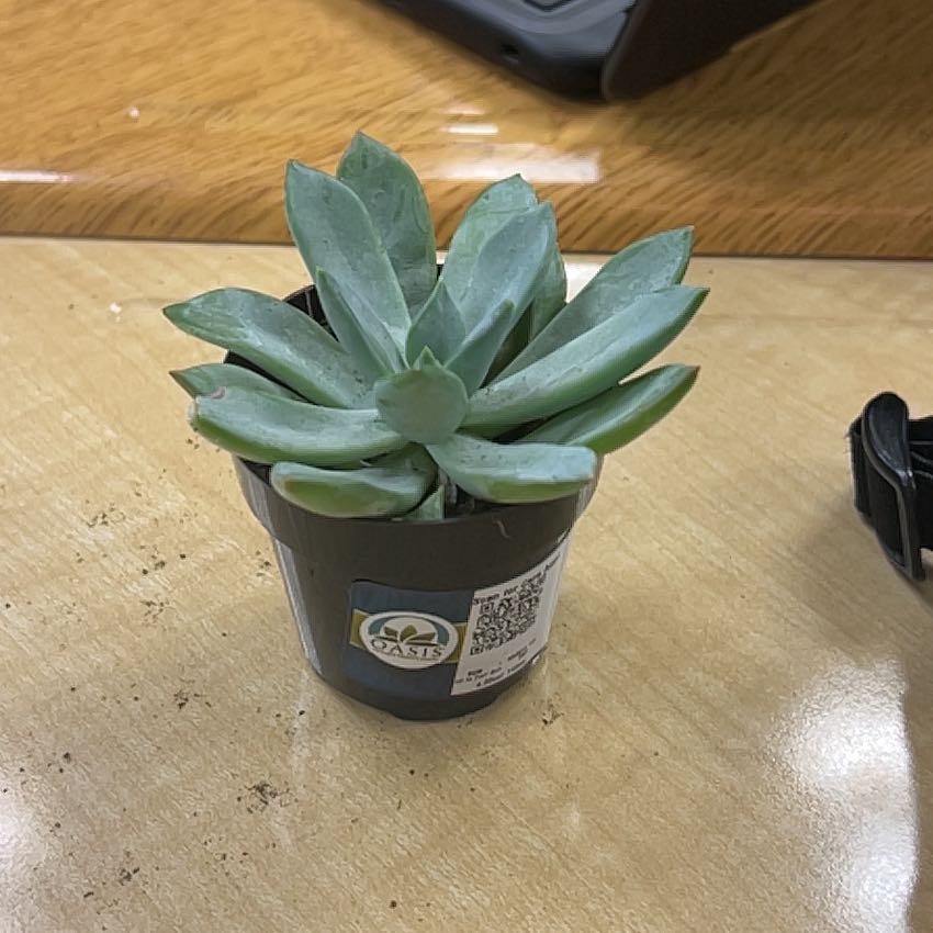 Photo of the plant species Pachyveria 'blue quartz' by @BigwigPurei78 named Christianie on Greg, the plant care app