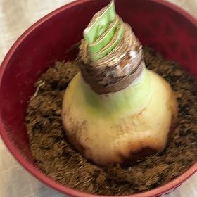 Photo of the plant species Ferrari Amaryllis by @BuddingMendoza7 named Naomi on Greg, the plant care app