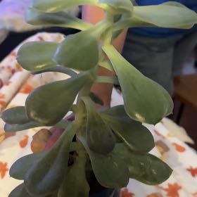 Photo of the plant species Echeveria 'Cream Puff' by @YoungSpangletop named Harmony on Greg, the plant care app