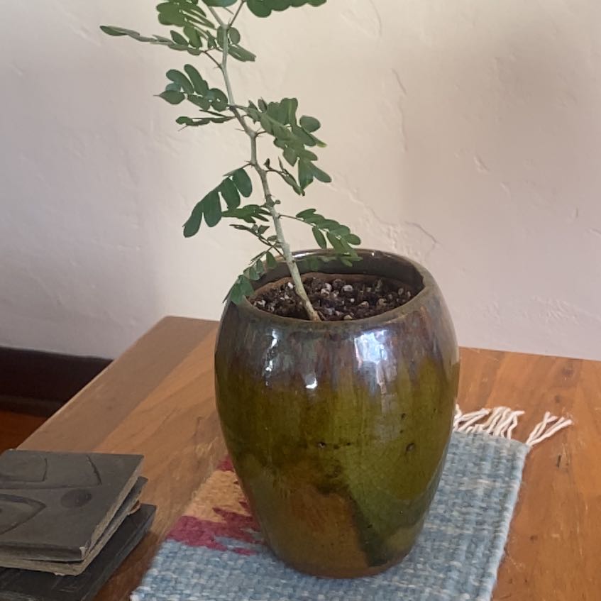 Photo of the plant species Texas Ebony by @FitGrass80 named Lebron on Greg, the plant care app