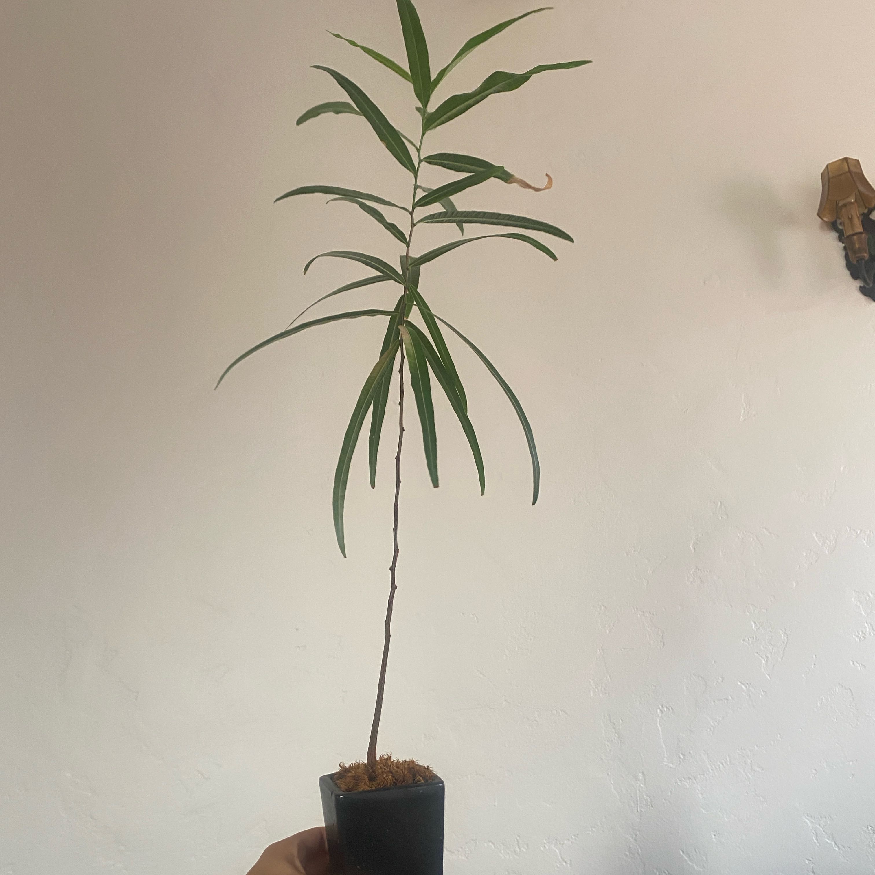 Photo of the plant species Queensland Bottle Tree by @FitGrass80 named Bieber on Greg, the plant care app