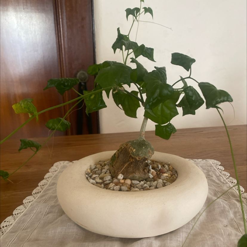 Photo of the plant species Bigfoot by @FitGrass80 named Gates on Greg, the plant care app