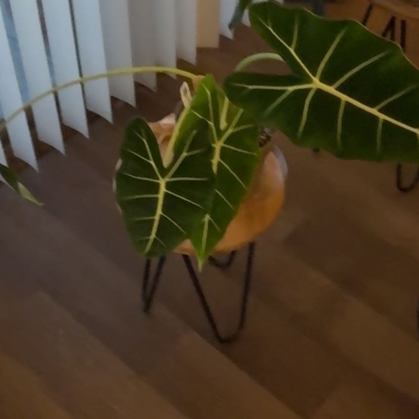 Photo of the plant species Green Velvet Elephant Ear by @HumbleOakfern52 named Figyonce on Greg, the plant care app