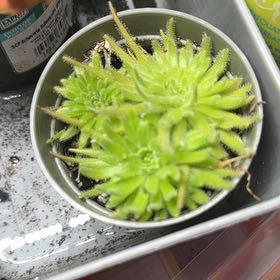 Photo of the plant species Spoon-Leaved Sundew by @AstuteFlax68 named Remington on Greg, the plant care app