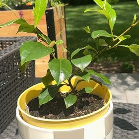 Photo of the plant species Banana shrub by @AstuteFlax68 named Darwin on Greg, the plant care app