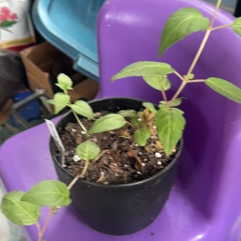Photo of the plant species Lord Beaconsfield Fuschia by @AstuteFlax68 named Lord Beacon on Greg, the plant care app