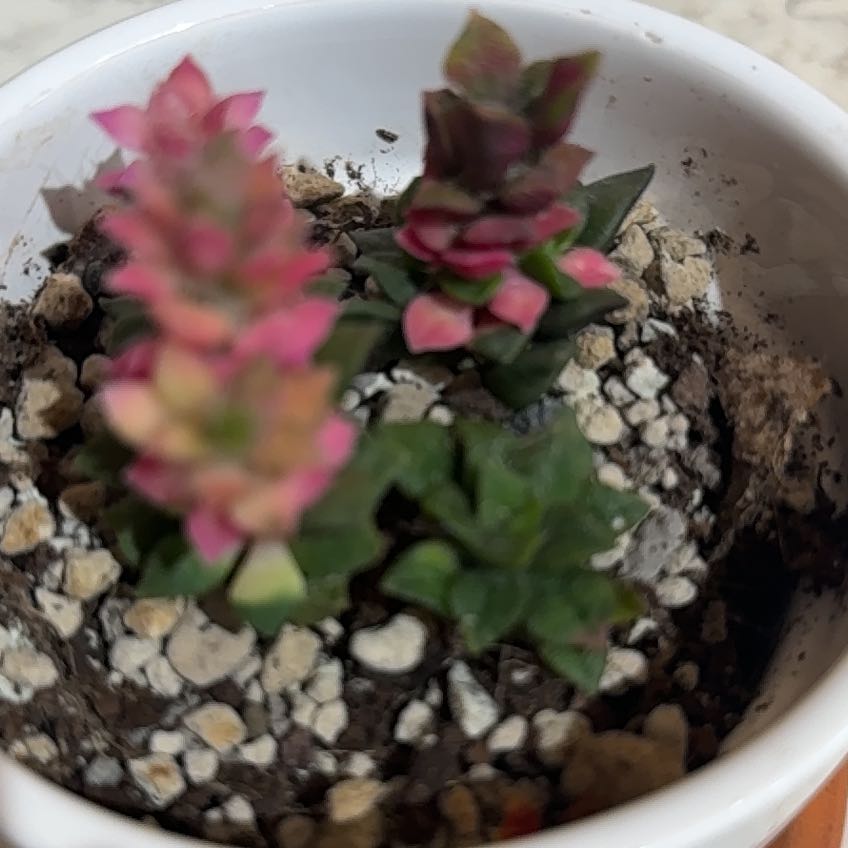 Photo of the plant species Anacampseros 'Sunrise' by @AstuteFlax68 named Hamilton on Greg, the plant care app