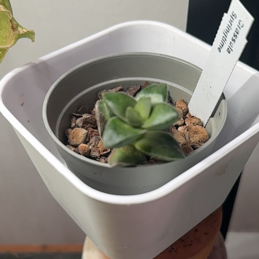 Photo of the plant species Crassula 'Springtime' by @AstuteFlax68 named Crissy on Greg, the plant care app