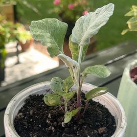 Photo of the plant species Eggplant by @AstuteFlax68 named Plato on Greg, the plant care app