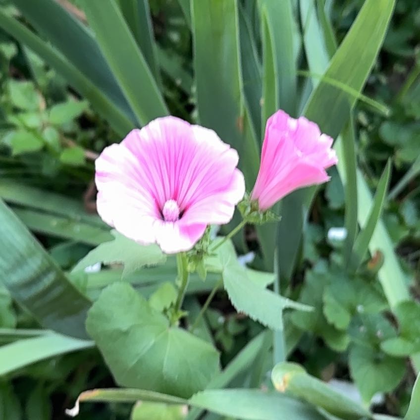 Photo of the plant species Royal Mallow by @AstuteFlax68 named Terra on Greg, the plant care app
