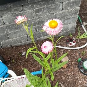 Photo of the plant species Strawflower by @AstuteFlax68 named Kendall on Greg, the plant care app