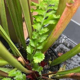 Photo of the plant species Narrowleaf Bittercress by @AstuteFlax68 named Naomi on Greg, the plant care app