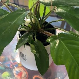 Photo of the plant species Hairy Philodendron by @AstuteFlax68 named Hairy P on Greg, the plant care app