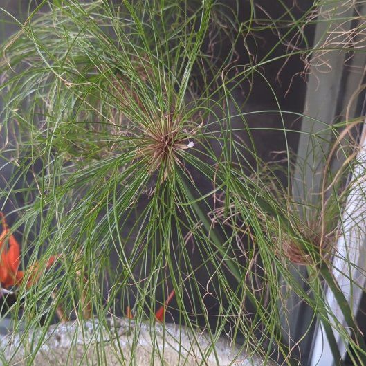 Photo of the plant species Papyrus by @HotTreeivy7 named Aria on Greg, the plant care app