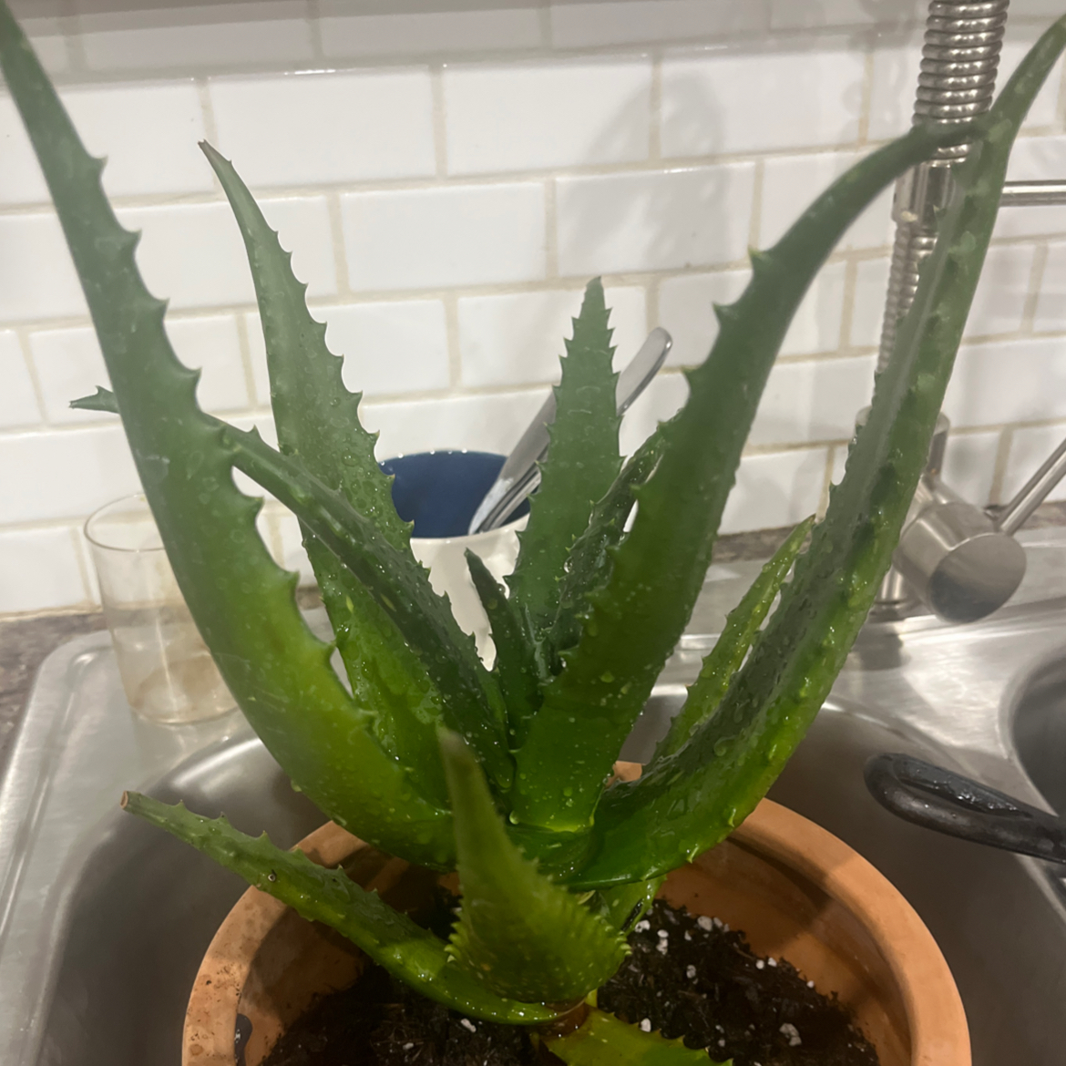 Photo of the plant species Aloe cameronii 'Creme Tangerine' by @StoutKaramu41 named Orwell on Greg, the plant care app