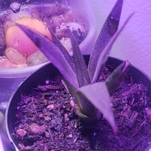 Photo of the plant species Pinapple by @lafamesanctuary named Spike Leaves on Greg, the plant care app