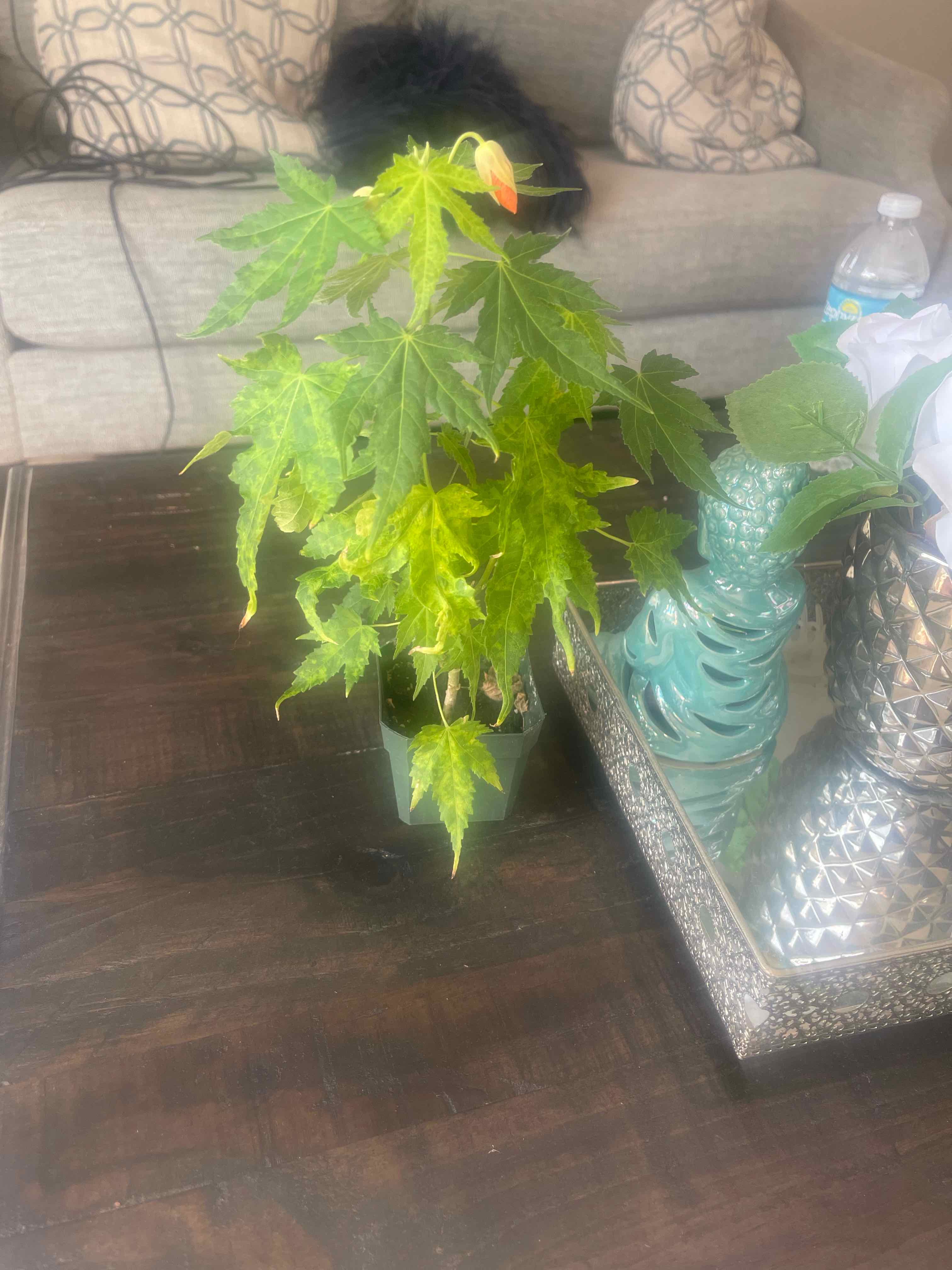 Plant care for Pincushion Hermannia on Greg, the plant care app