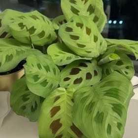 Photo of the plant species Prayer Plant 'Kim' by @NewCoralfern14 named Harper on Greg, the plant care app