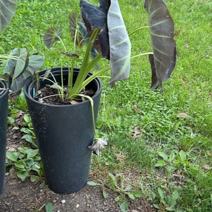 Photo of the plant species Taro by @BlessedPalqui75 named Eloise on Greg, the plant care app