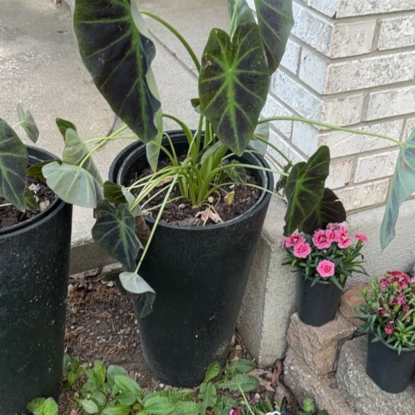 Photo of the plant species Taro by @BlessedPalqui75 named Elina on Greg, the plant care app