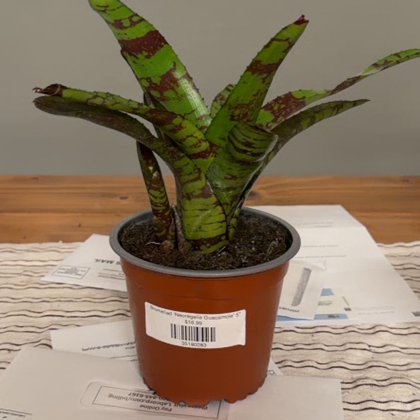 Photo of the plant species Bromeliad neoregelia by @BlessedPalqui75 named Clooney on Greg, the plant care app