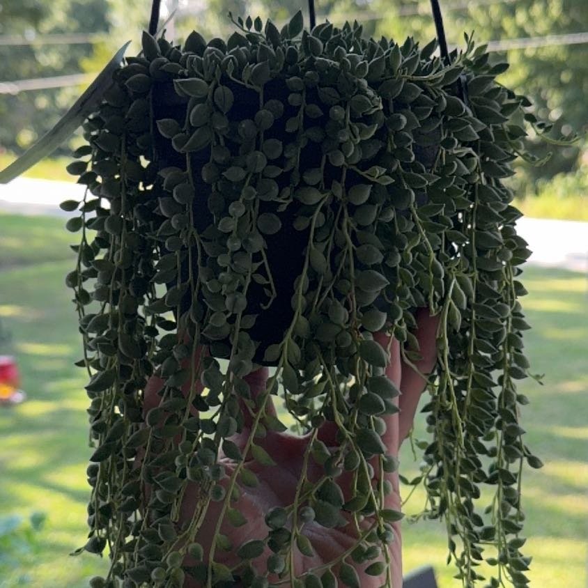 Photo of the plant species String of Raindrops by @BlessedPalqui75 named Anne on Greg, the plant care app