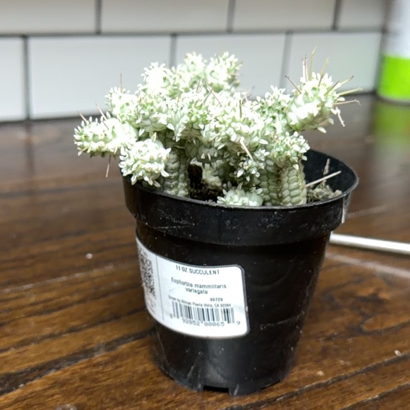 Photo of the plant species Variegated Corncob Cactus by @BlessedPalqui75 named Naomi on Greg, the plant care app