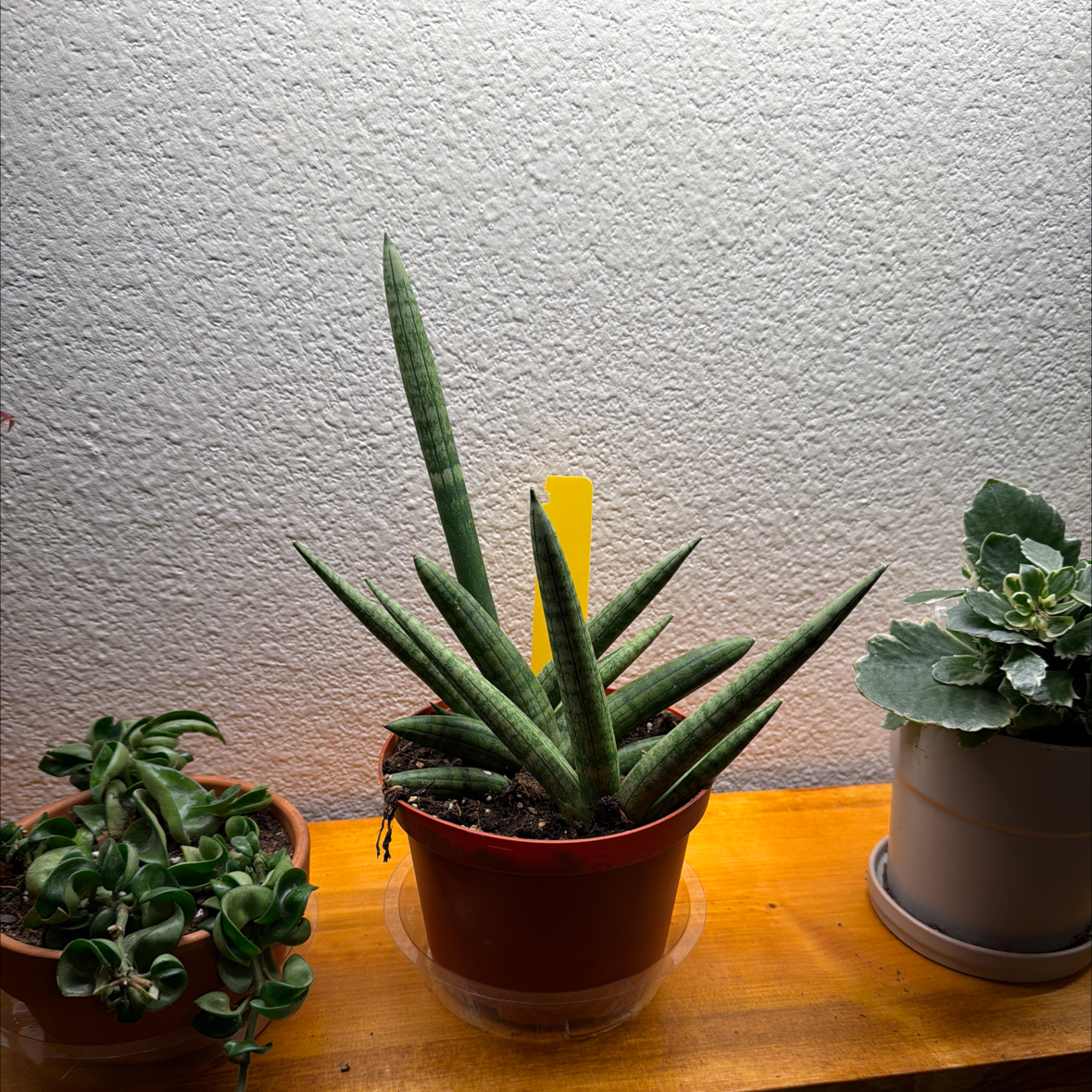 Photo of the plant species sanseveria starfish by @BlessedPalqui75 named Patrick on Greg, the plant care app